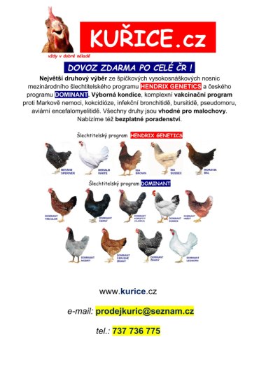 Pořízení kuřat pro chov