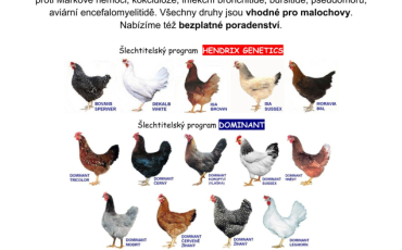 Pořízení kuřat pro chov